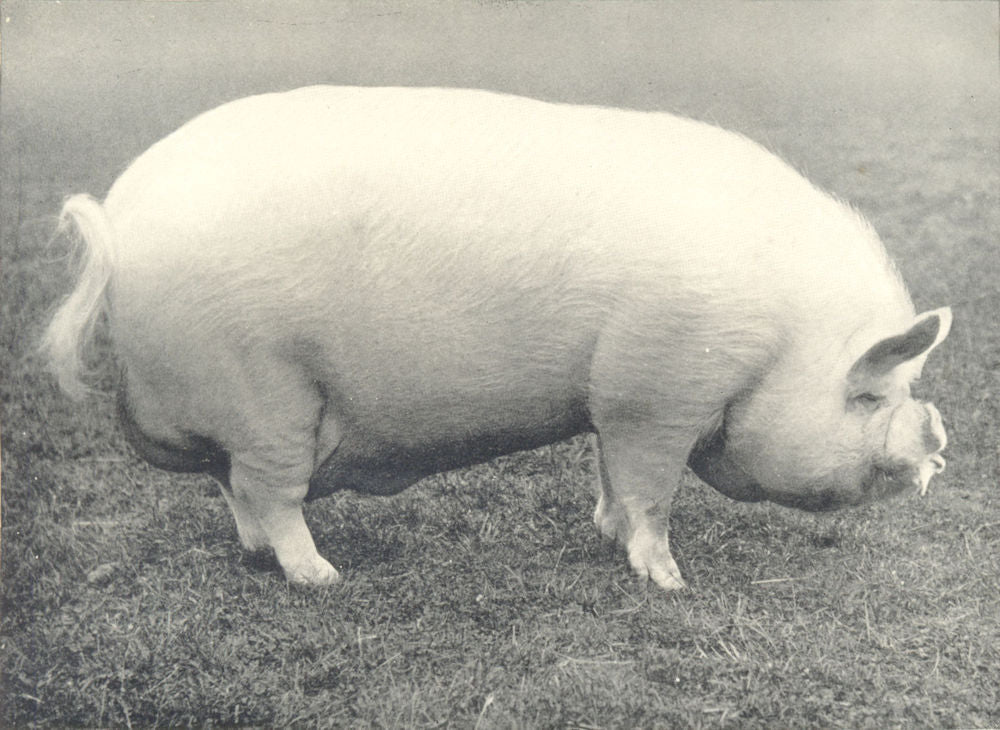 MIDDLE WHITE BOAR.